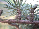 atlas cedar